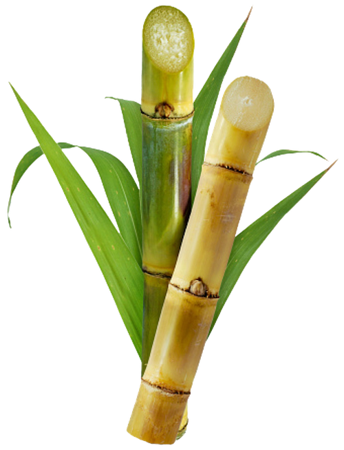 Fresh sugarcane stalks with leaves